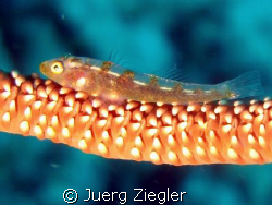 Goby on Hardcoral - you cannearly see what this goby had ... by Juerg Ziegler 